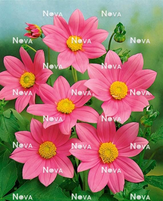 Георгина Миньон розовая